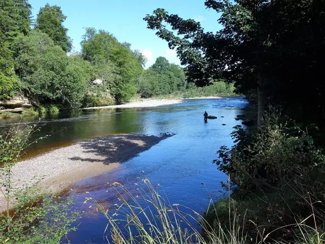 An angler fishing a wooded stretch of river