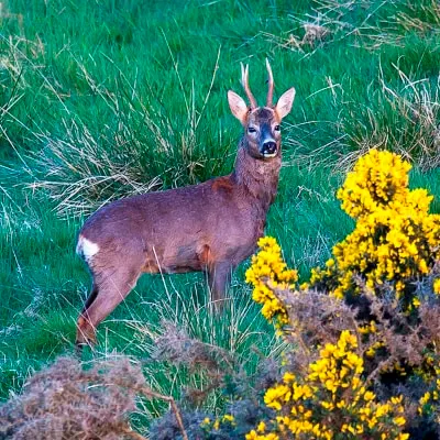 Deer in the bluebells
