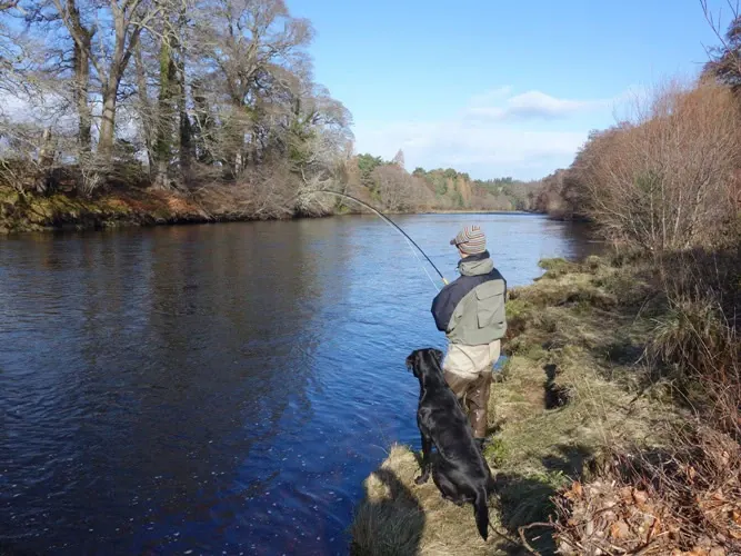 Playing a Spring fish on Altytre Estate River Findhorn 