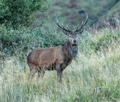 Superb Stag