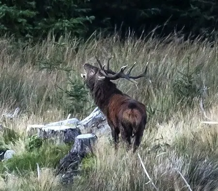 Roaring Stag