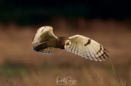 Short Eared Owl