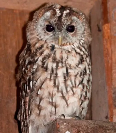 Tawny Owls in abundance