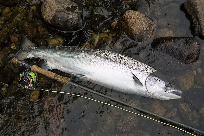 A cracking fresh Spring salmon of around 12lbs from Upper Home Beat, Darnaway