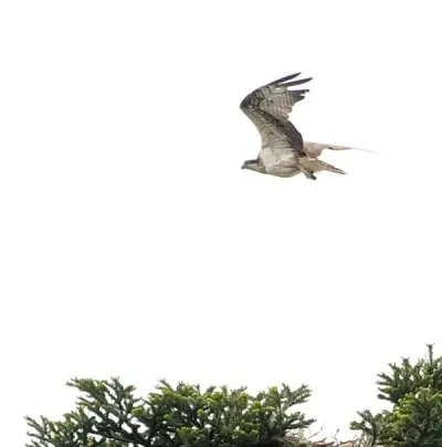Osprey flying over its nest
