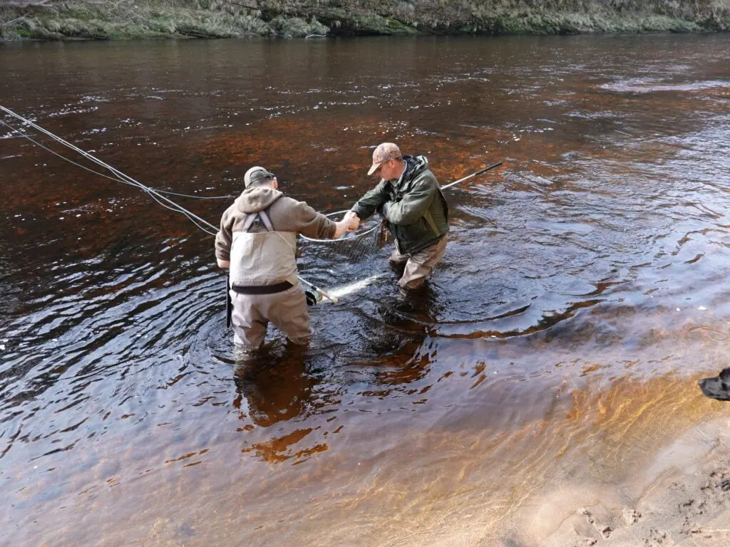 A guide helps an angler net a salmon while wading in a peat stained river