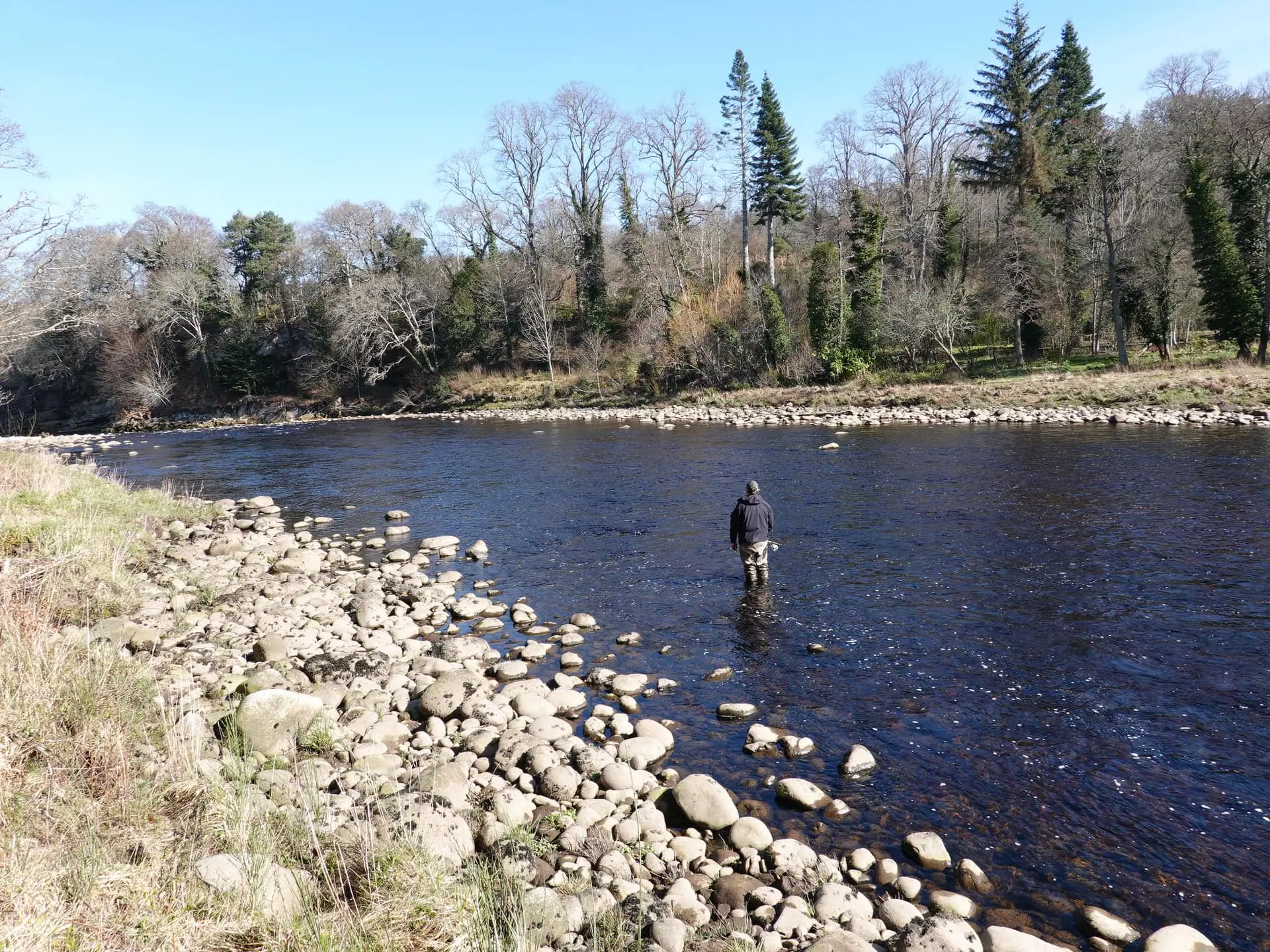 An angler wading the Meads of St John beat on a sunny day with wooded banks beyond