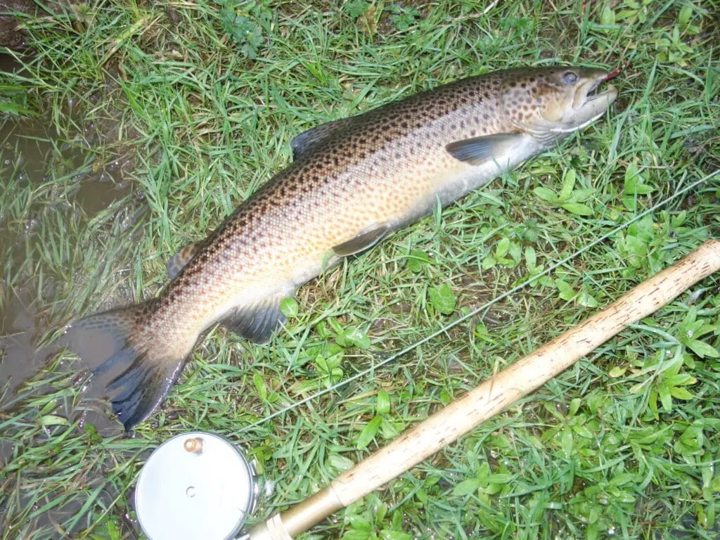 A heavily spotted brown trout lying on grass beside a fly rod and reel on the Tweed bank