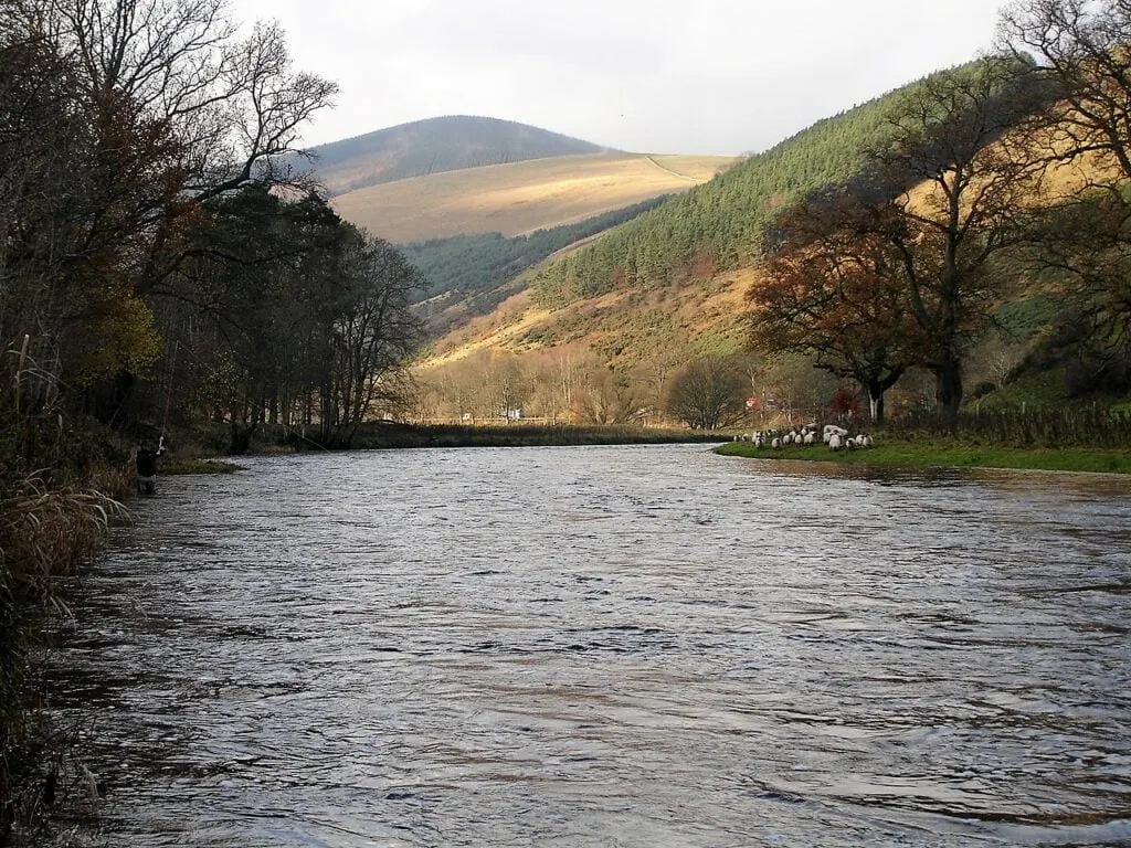 River Tweed at Scrogbank beat winding past autumn hills with sheep grazing on the bank