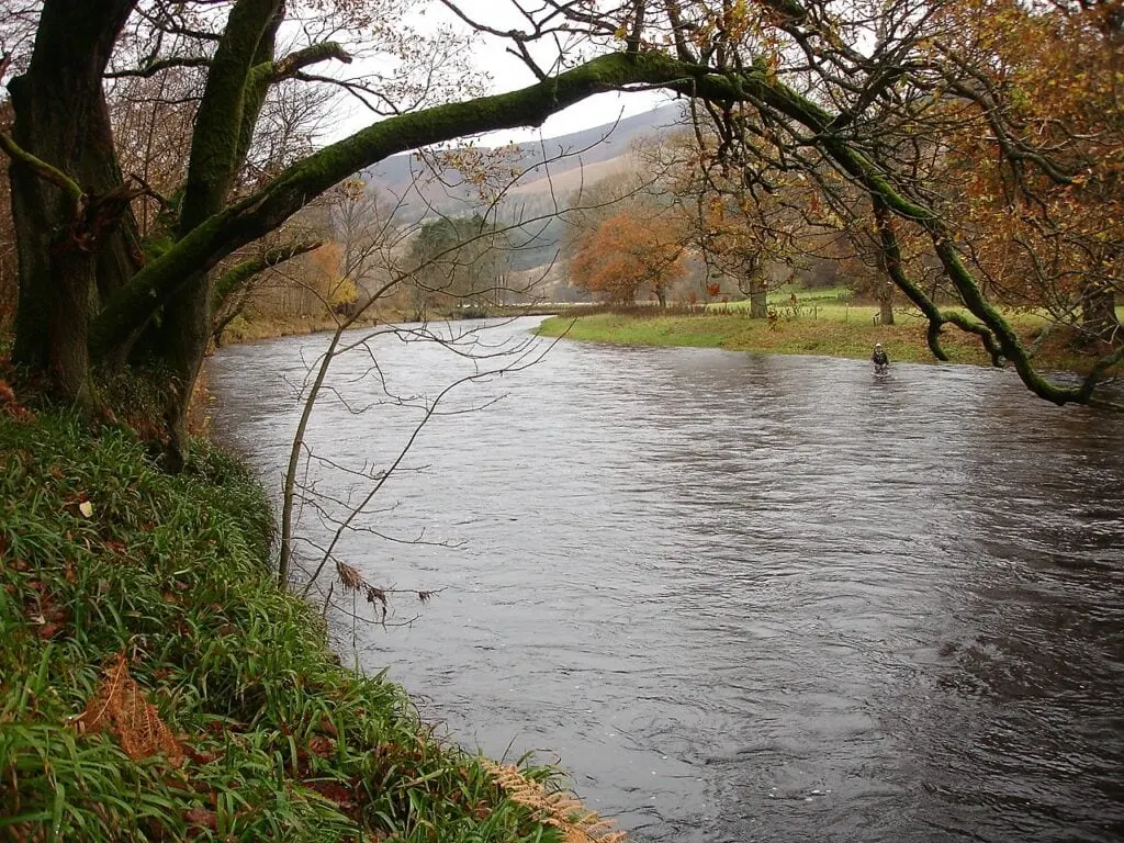 An angler wading the Avenue Pool on the Tweed, autumn trees overhanging the far bank