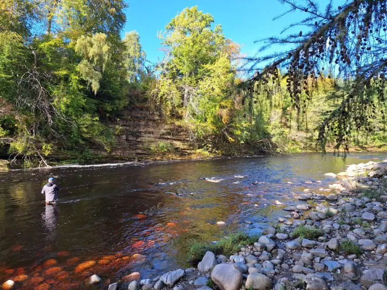 End of Season 2024 Salmon Fishing Update