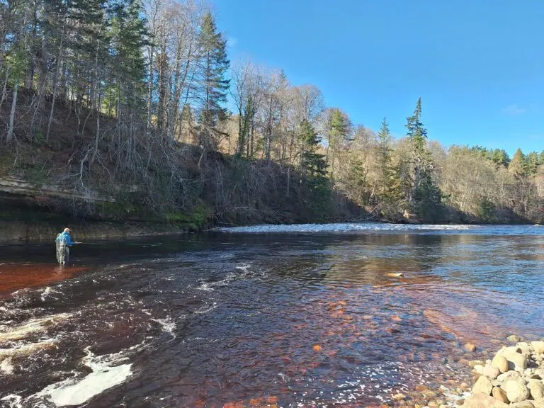 Last-Minute Opportunity for Guided Salmon Fishing at Altyre Estate