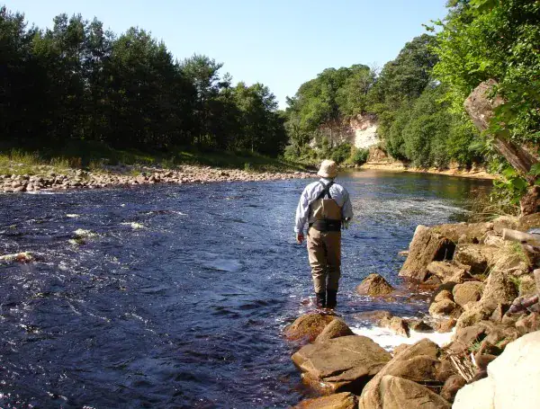 An angler wading at Altyre Fishings, tree lined river bank and rocky shallows in summer sunshine