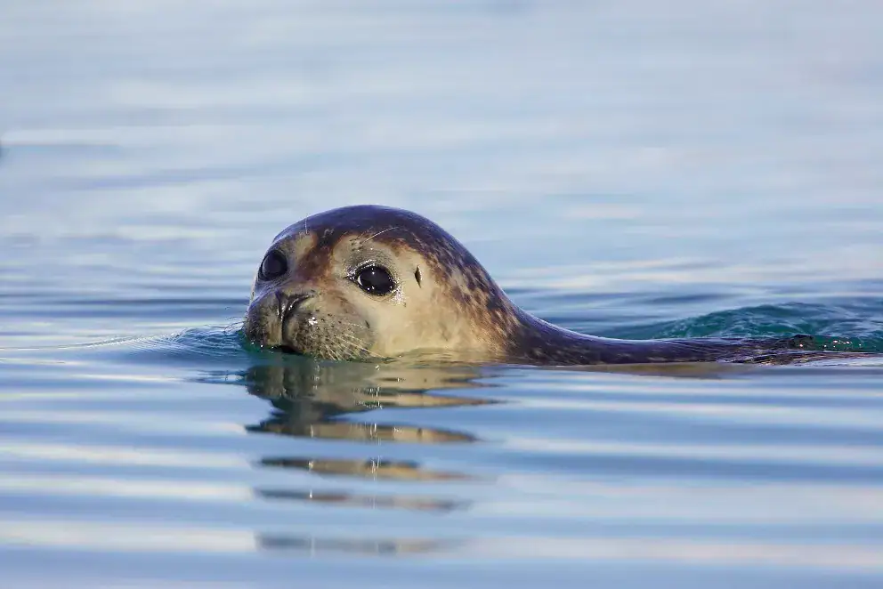 A common seal's head breaking the calm water surface, whiskers and dark eyes clearly visible