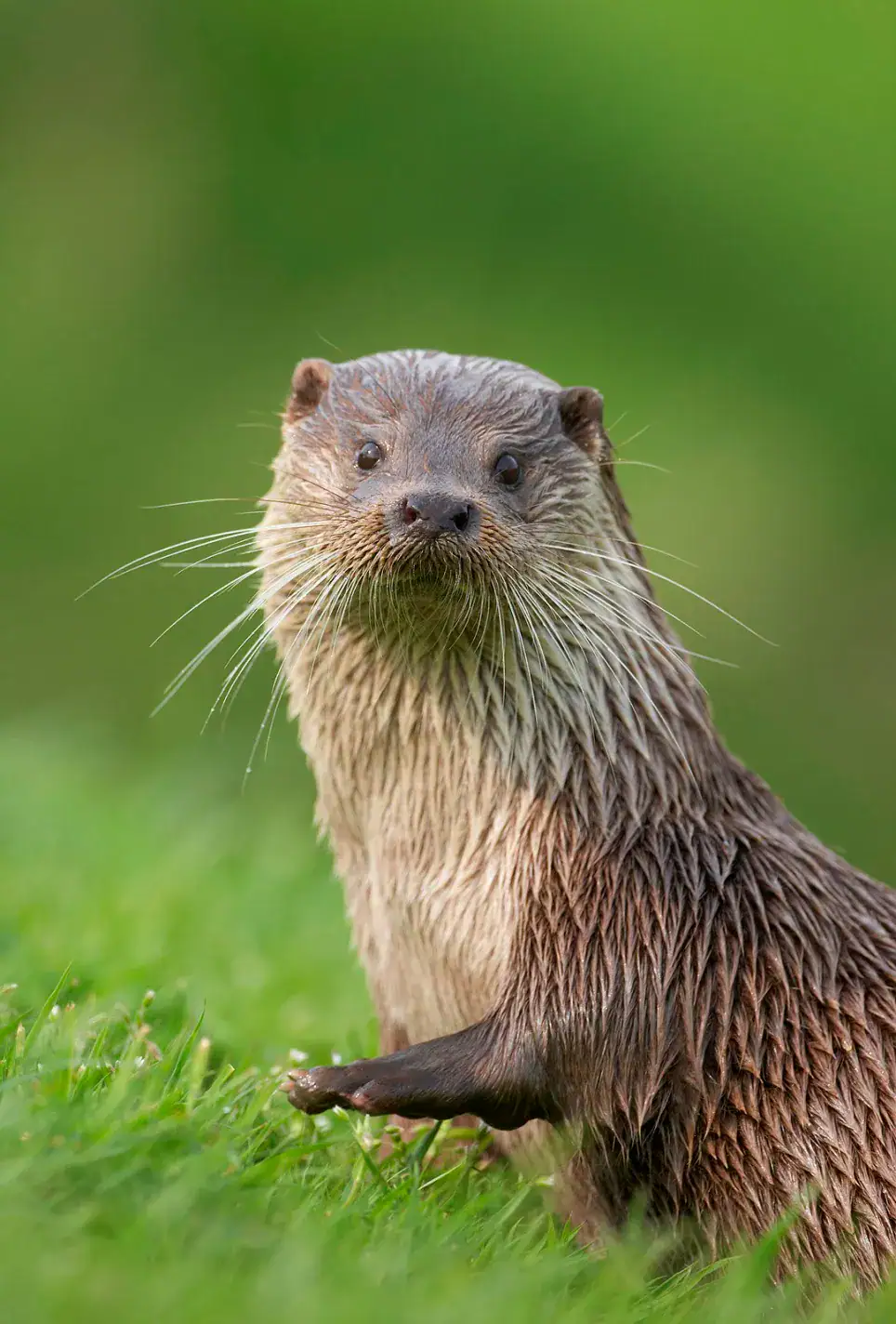 A European otter sits upright on grass, wet fur glistening, alert in soft daylight