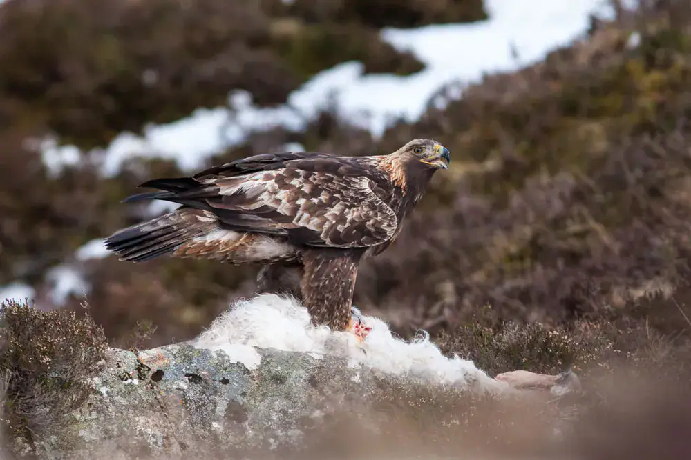 A golden eagle perches on heather moorland with patchy snow, feeding on prey