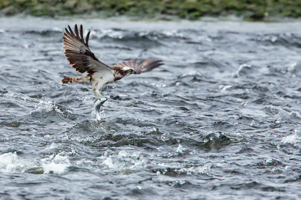 An osprey lifts off a rippling river clutching a fish in its talons