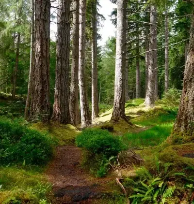 Woodland tours - path through Speyside woods