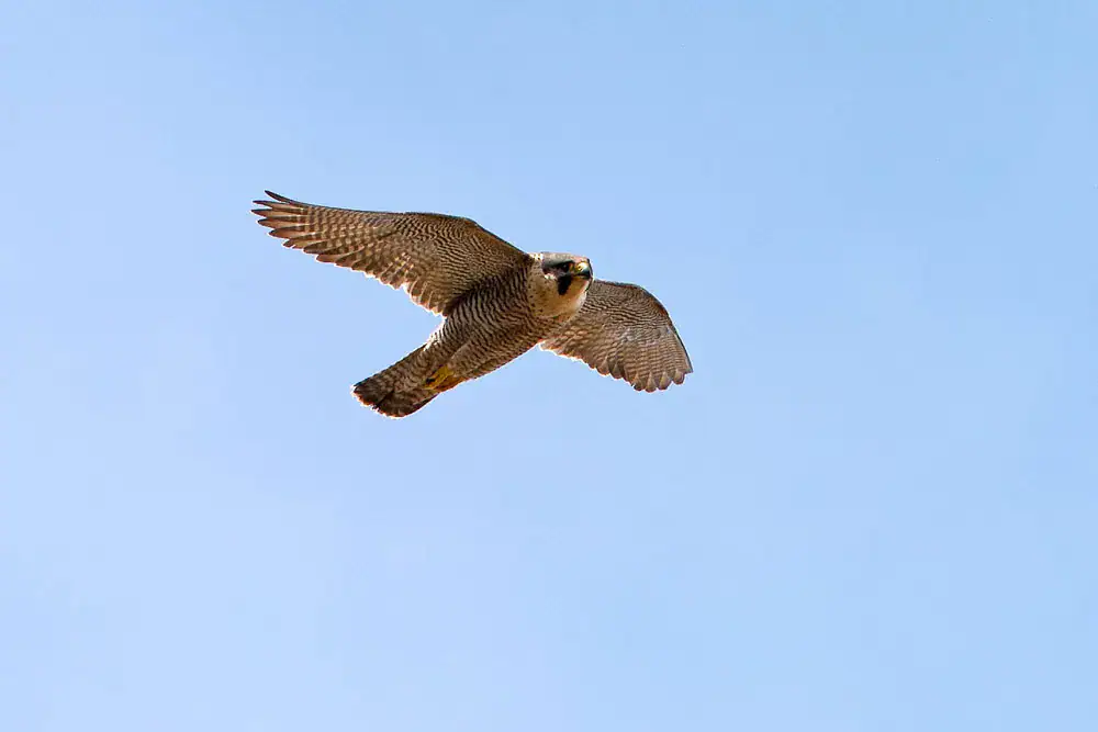 A peregrine falcon in flight with wings spread against a clear blue Speyside sky