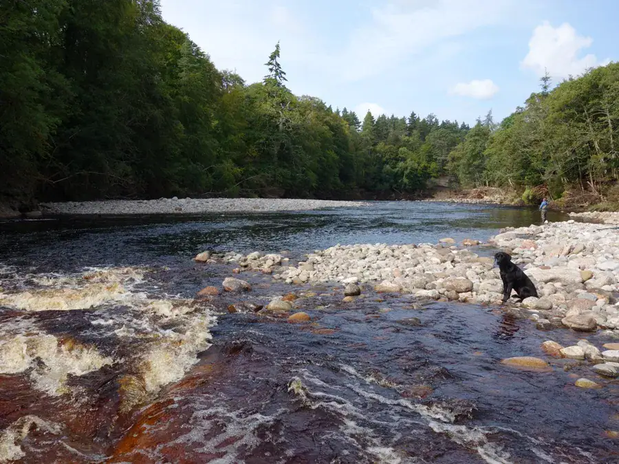 A black dog sits on stones beside the Soldier's Hole pool as an angler fishes downstream