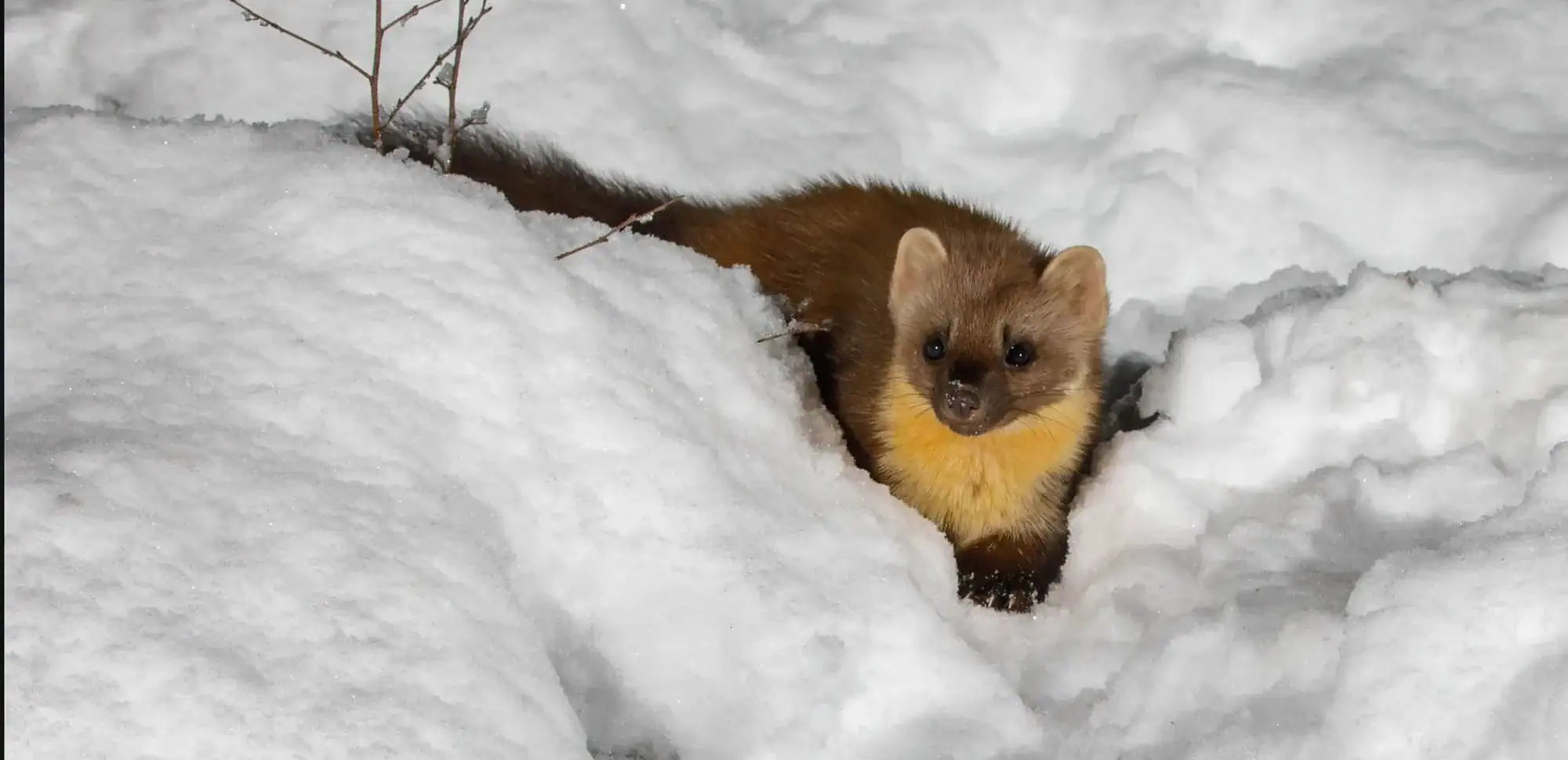 A pine marten peers out from a snow burrow in Speyside woodland in winter
