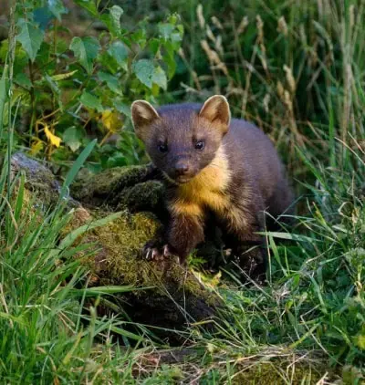 Pine marten - Speyside wildlife tours