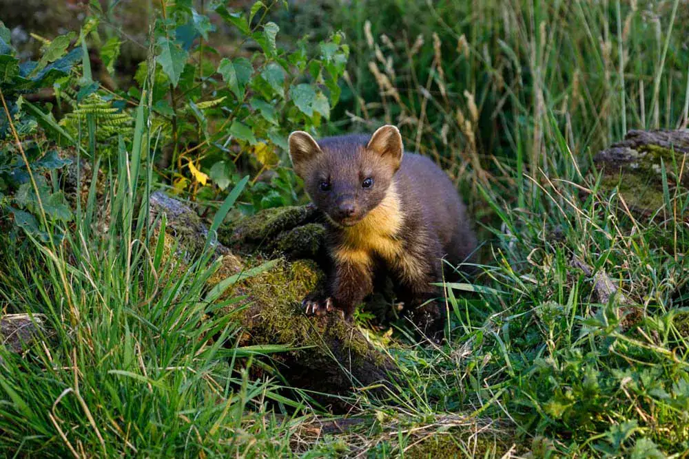A pine marten with pale throat patch perches on a mossy log amid grass and ferns