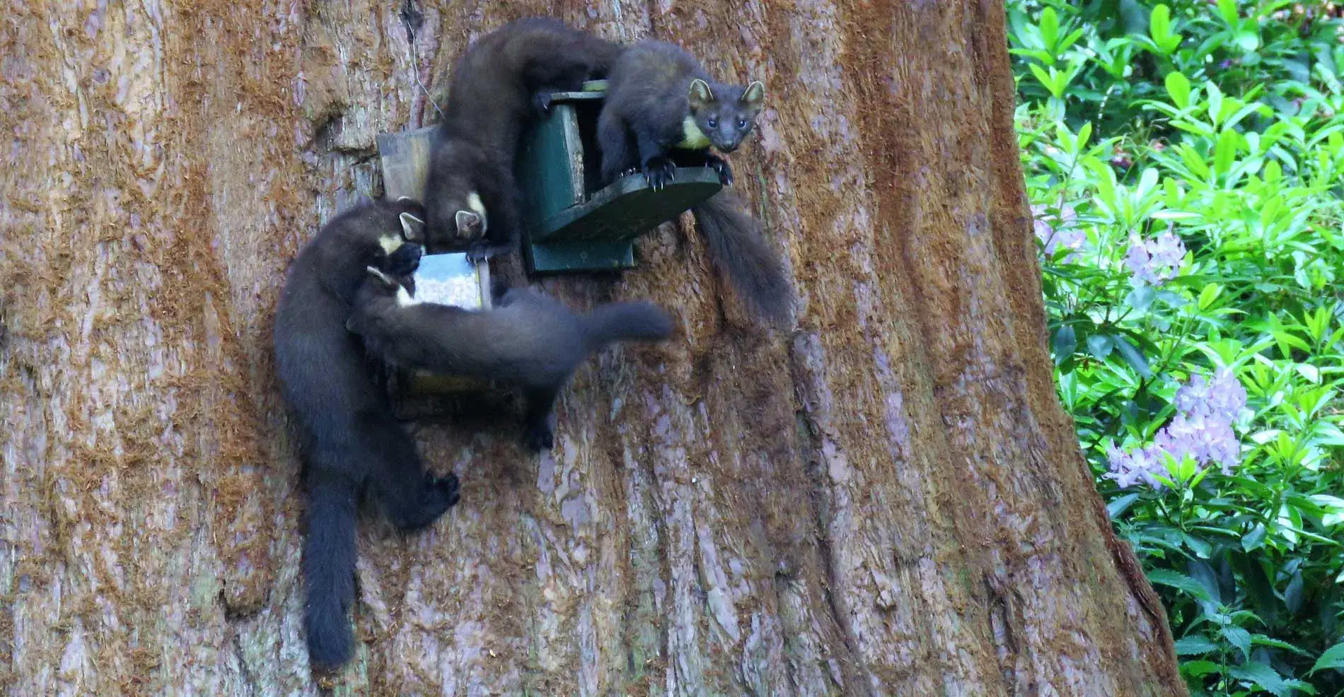 Two pine martens climbing a feeder box fixed to a tree trunk in woodland
