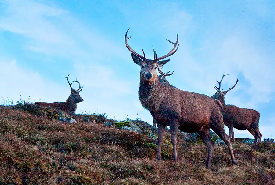 Red deer stags with antlers standing on a heather covered hillside under a pale blue sky