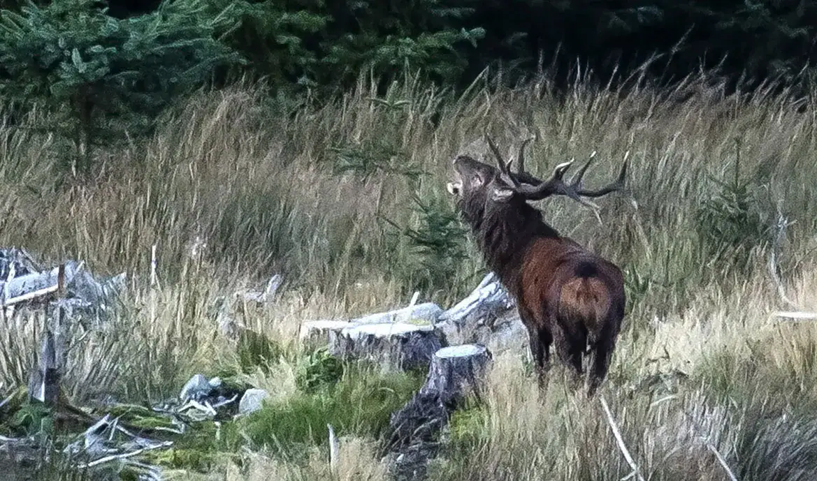 A red deer stag roars amid tall grass and tree stumps on the edge of a forest