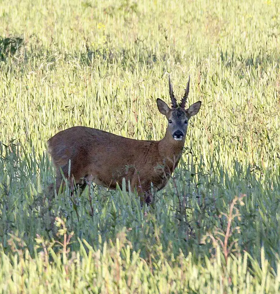 A roe deer buck stands alert in a grassy Darnaway Forest field in soft daylight
