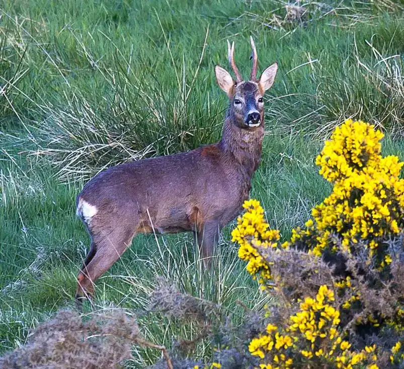 A roe deer buck with velvet antlers stands among grass and flowering gorse