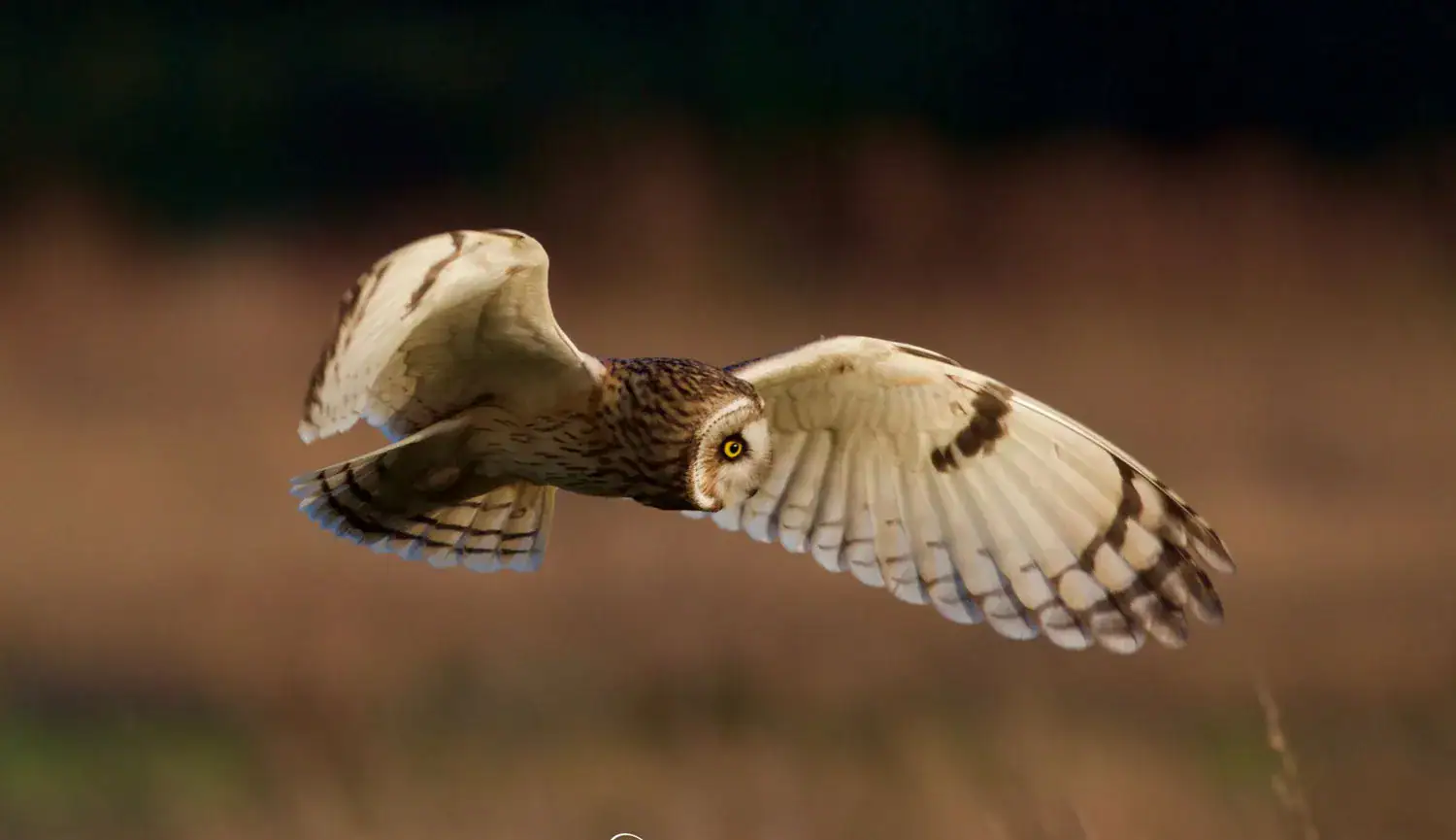 A short eared owl flying low over grassland with wings fully spread in golden light