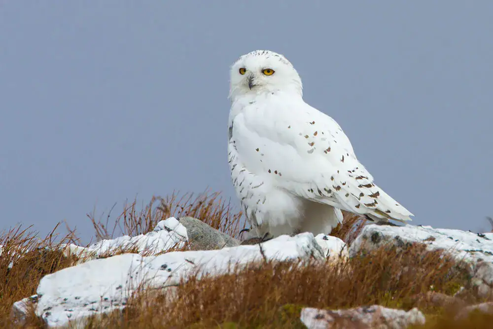 A snowy owl perched on a lichen covered rock amid snow and moorland grasses