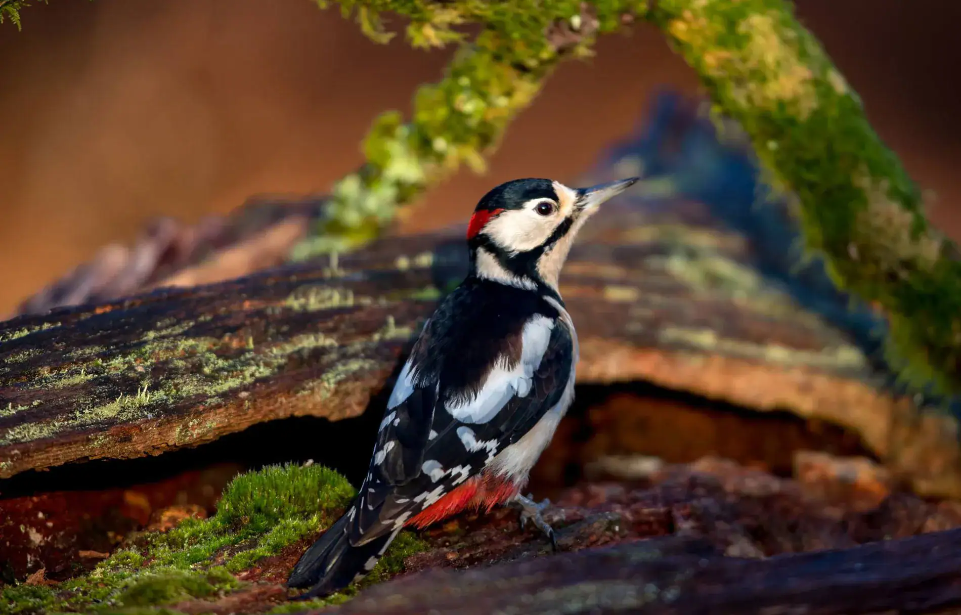 A great spotted woodpecker perched on a mossy log in Darnaway Forest woodland