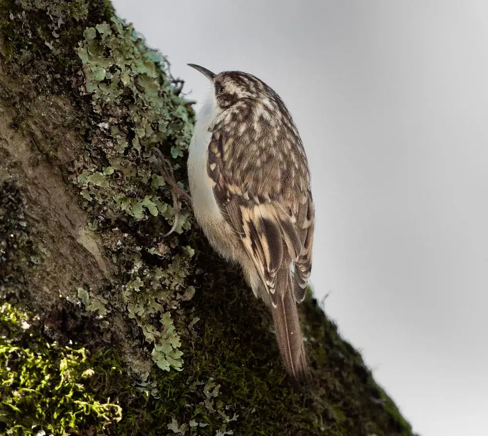A tree creeper climbs a lichen covered tree trunk on a Speyside wildlife tour