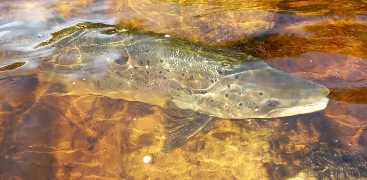 A spring salmon resting just below the surface in shallow, peat stained water on the River Findhorn