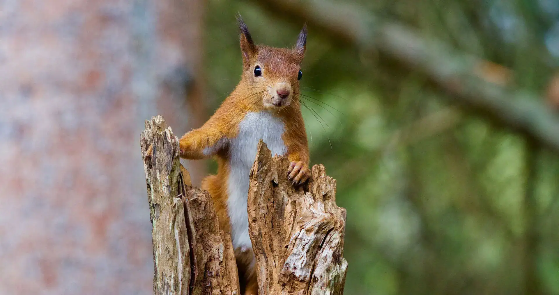 A red squirrel perches on a mossy broken tree stump in a Speyside woodland