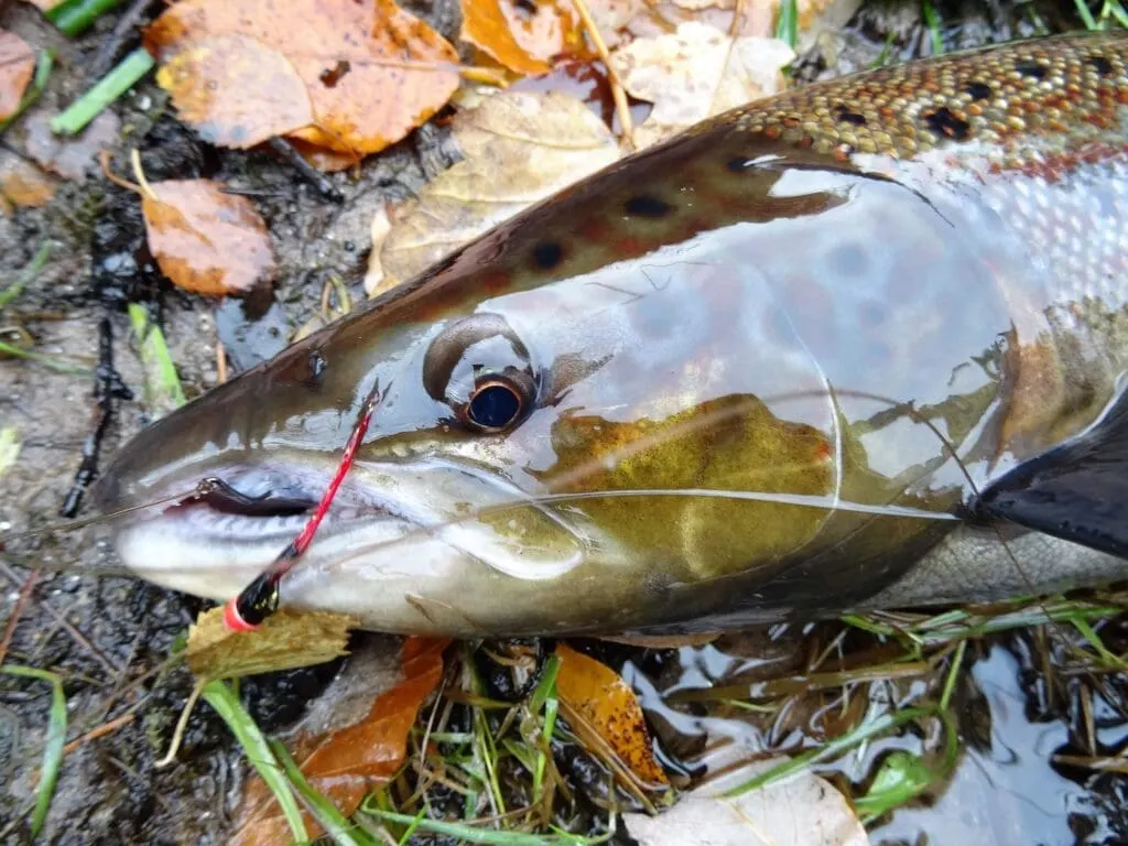 Close up of a salmon's head with fly still hooked, resting among autumn leaves on the riverbank