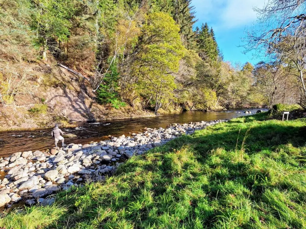 An angler wading into the River Alness beside a stony bank on a sunny autumn day