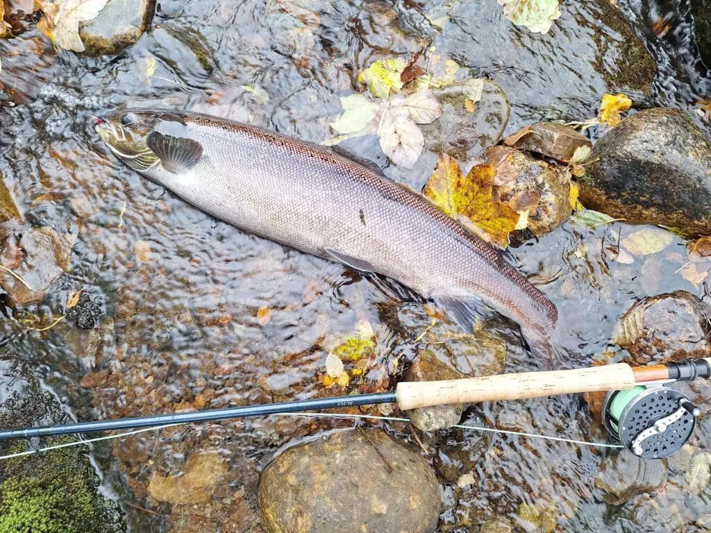 A salmon resting in shallow water beside a fly rod and reel on the River Alness, autumn leaves scattered on the rocks