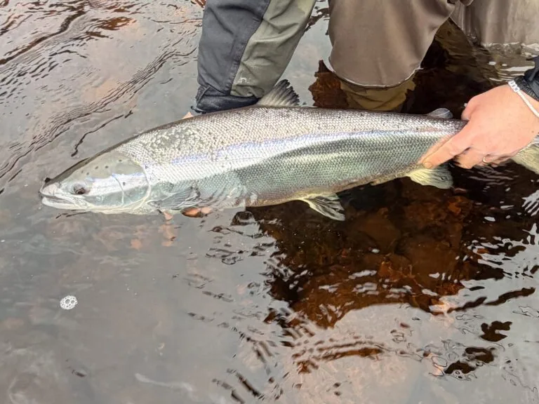 Ben Smith holding a fresh run Atlantic salmon on the River Findhorn